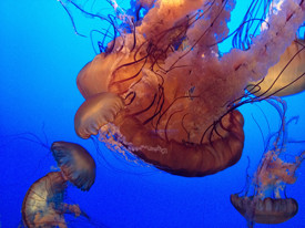 Jellyfish at Monterey Aquarium
