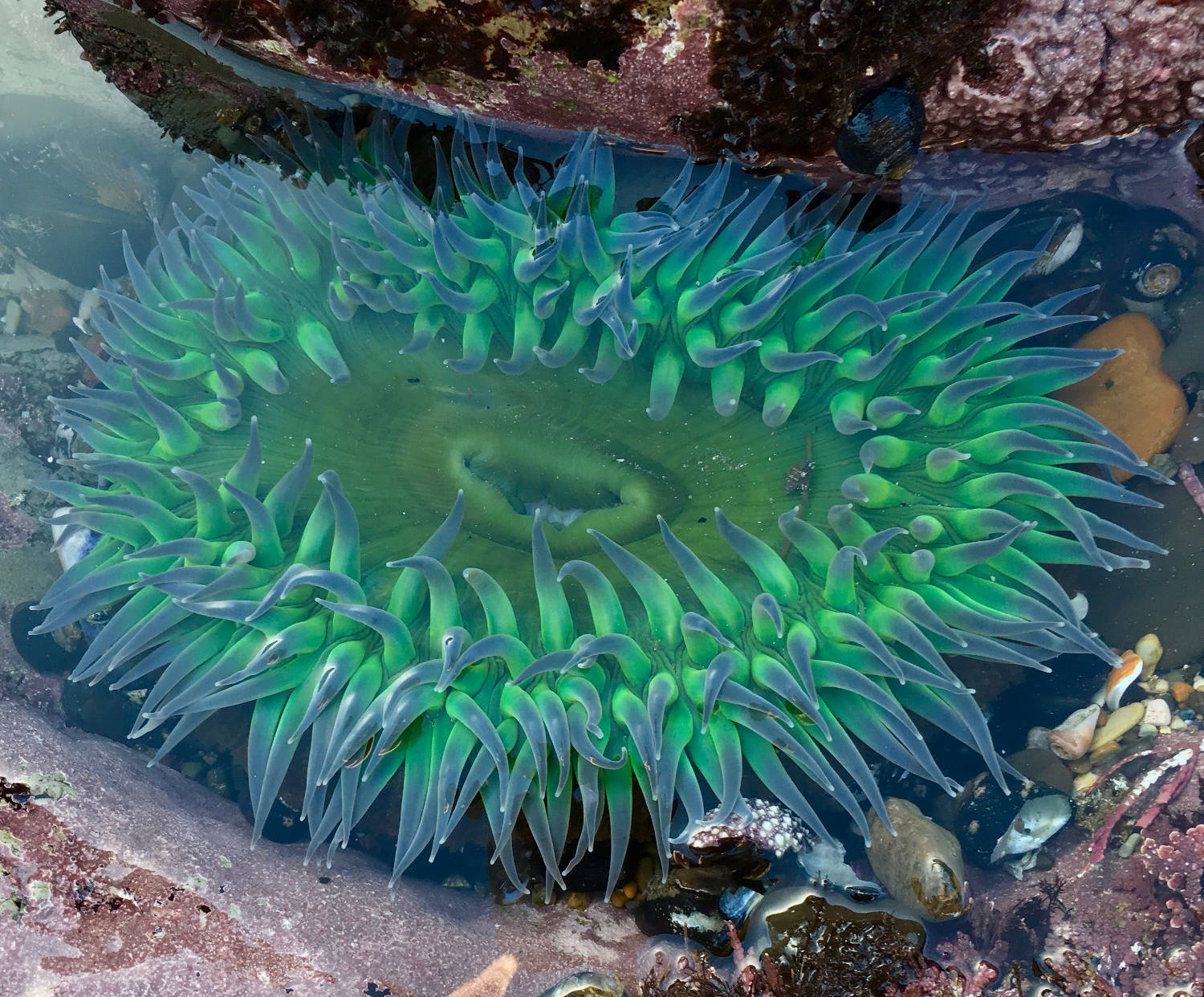 One of the thousands of huge anemones in the tide pools