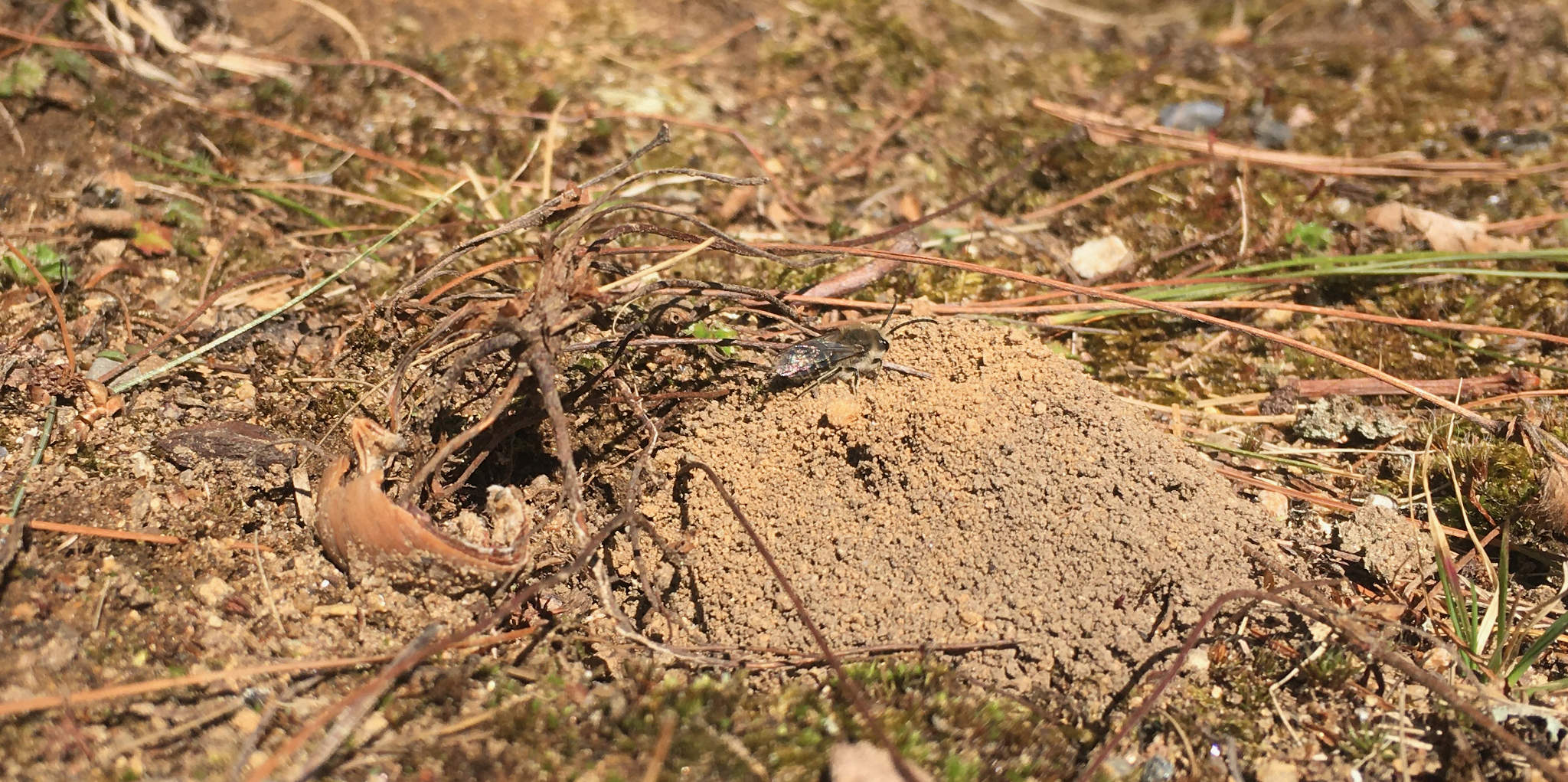 A mining bee, near its nest