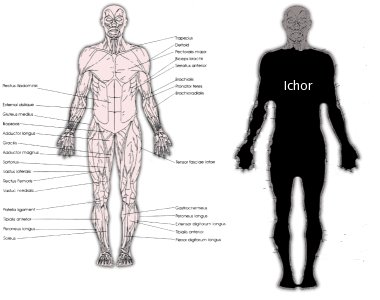 Diagram showing the differences in human vs orc anatomy - note the large ichor sac on the right figure