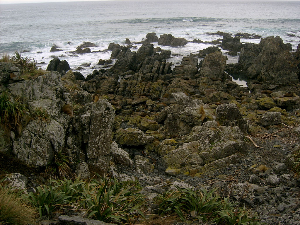 Seals on the rocks