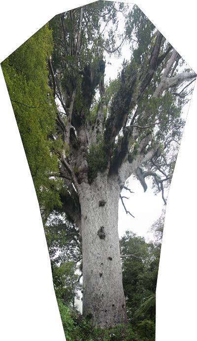 Tane Mahuta