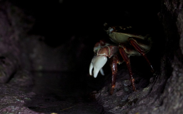 Crab in Hole at Mercer Bay