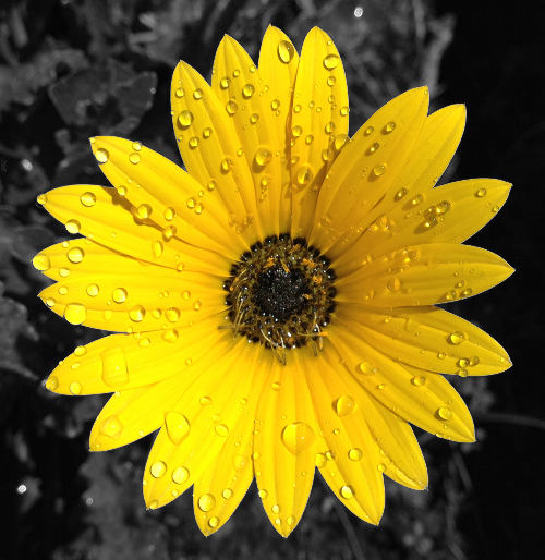 Bright yellow arctotis flower