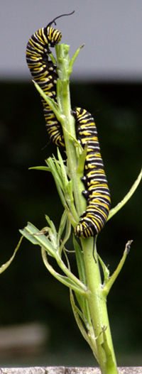 monarch_caterpillar.jpg