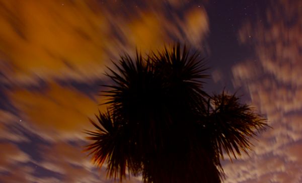 Cabbage tree against the night sky