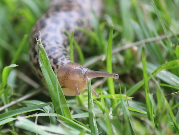 Tiger Slug from front