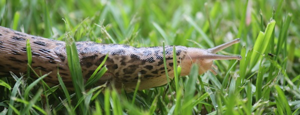 Tiger Slug from side