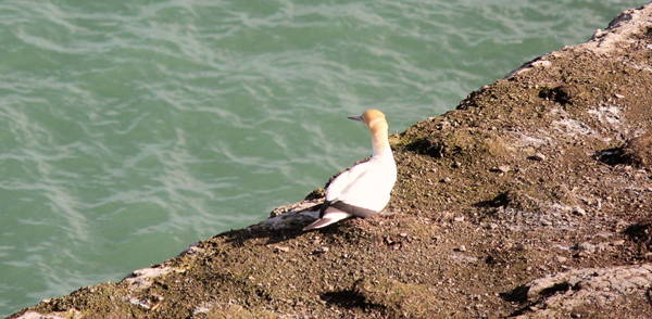 Gannet standing on edge