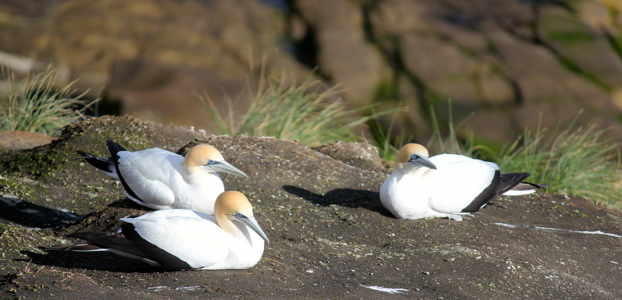 Gannets at Muriwai