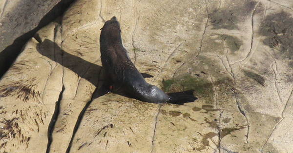 Seal on the rocks at Muriwai