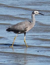 A bird at Ambury Regional Park