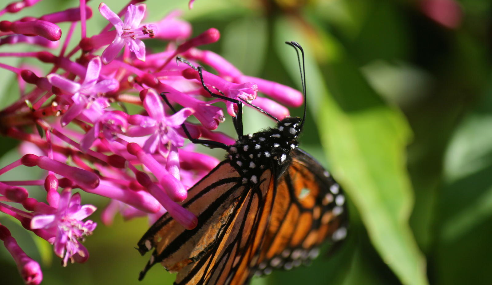 Monarch Butterfly feeding from a flower, taken in my garden