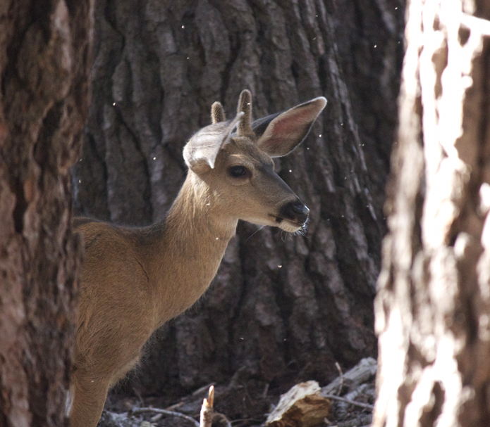 Young Deer near North Dome, Yomemite