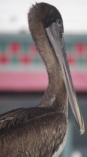 A Pelican at Monterey