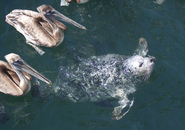 Pelicans and Friend