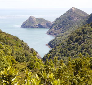 Lookout on Destruction Gully Track