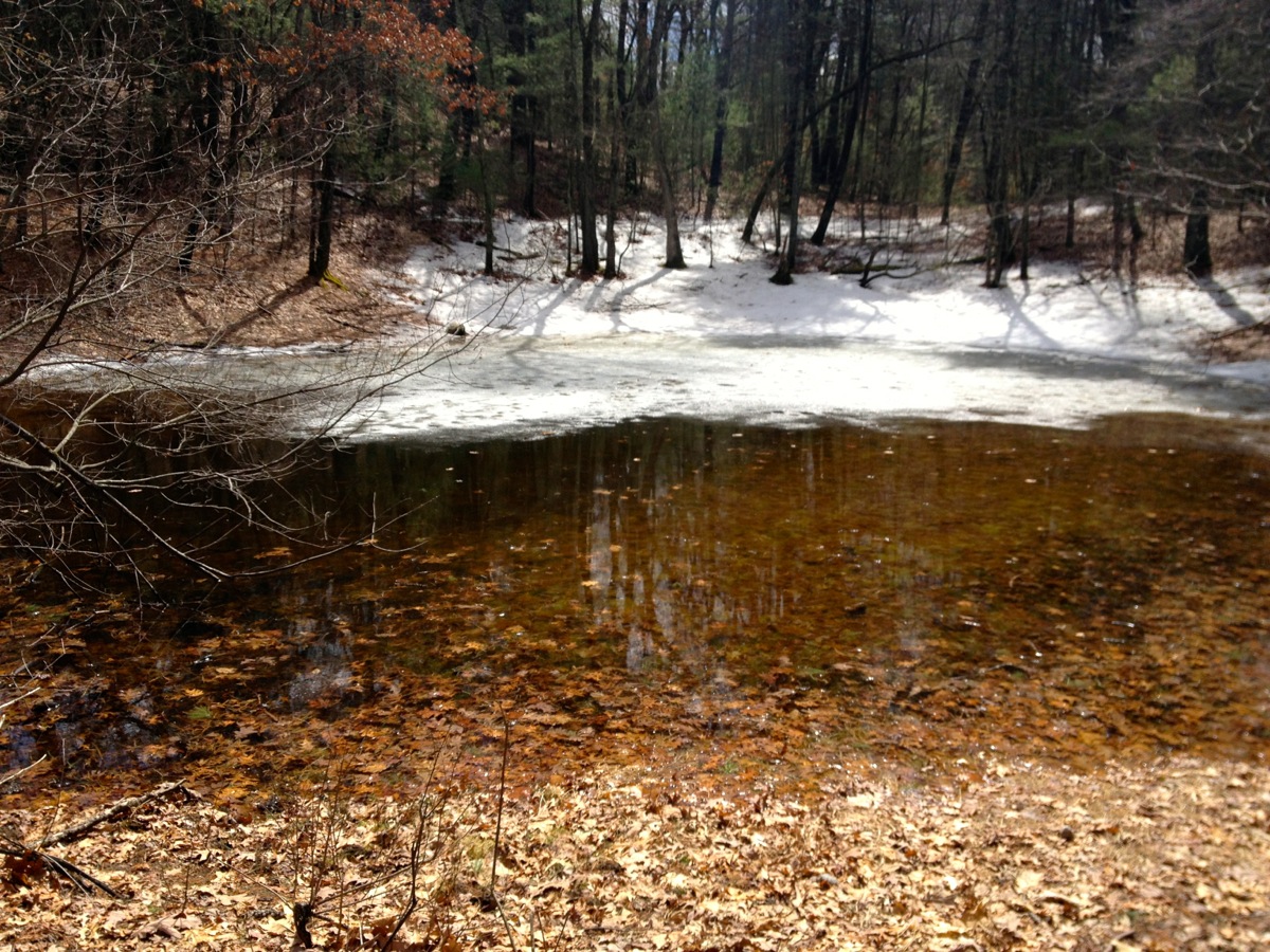 An icy pond containing frogs (not shown)