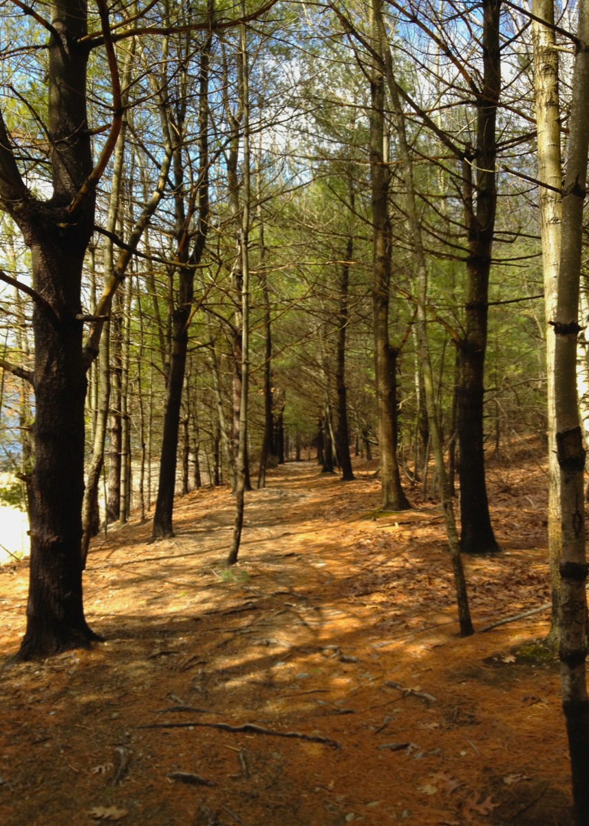 A trail near Walden Pond