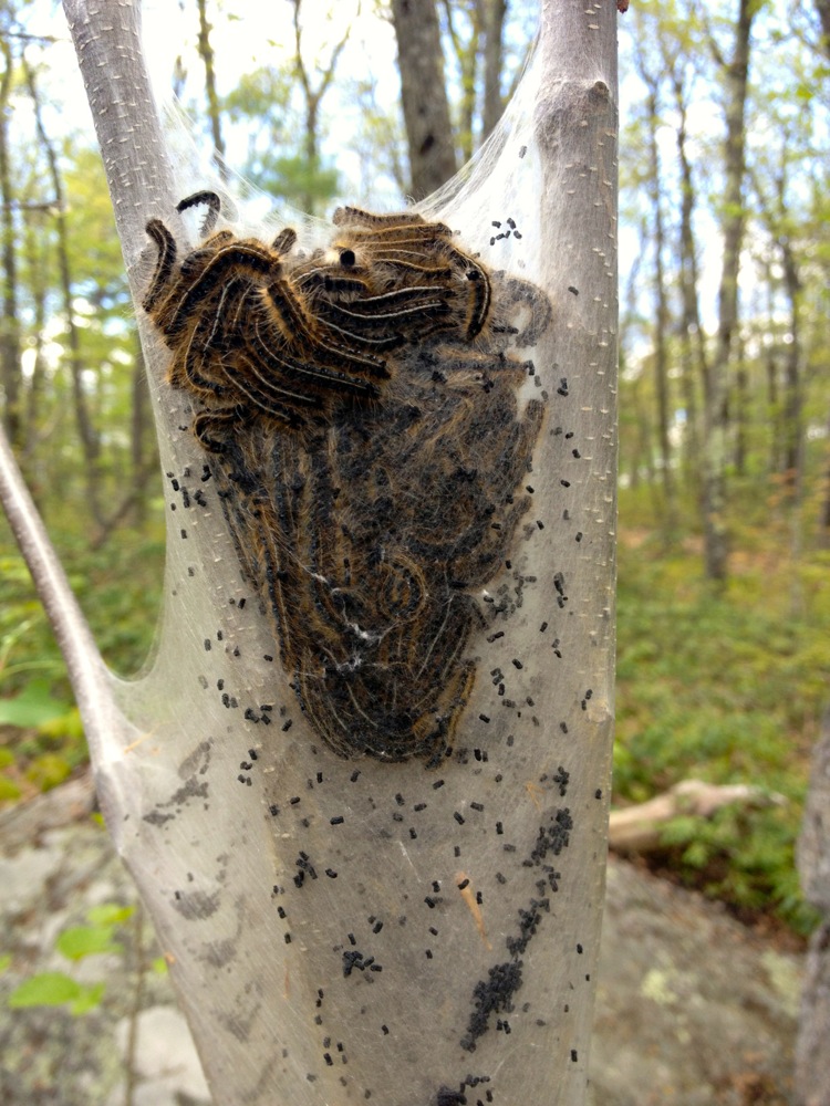eastern_tented_caterpilla