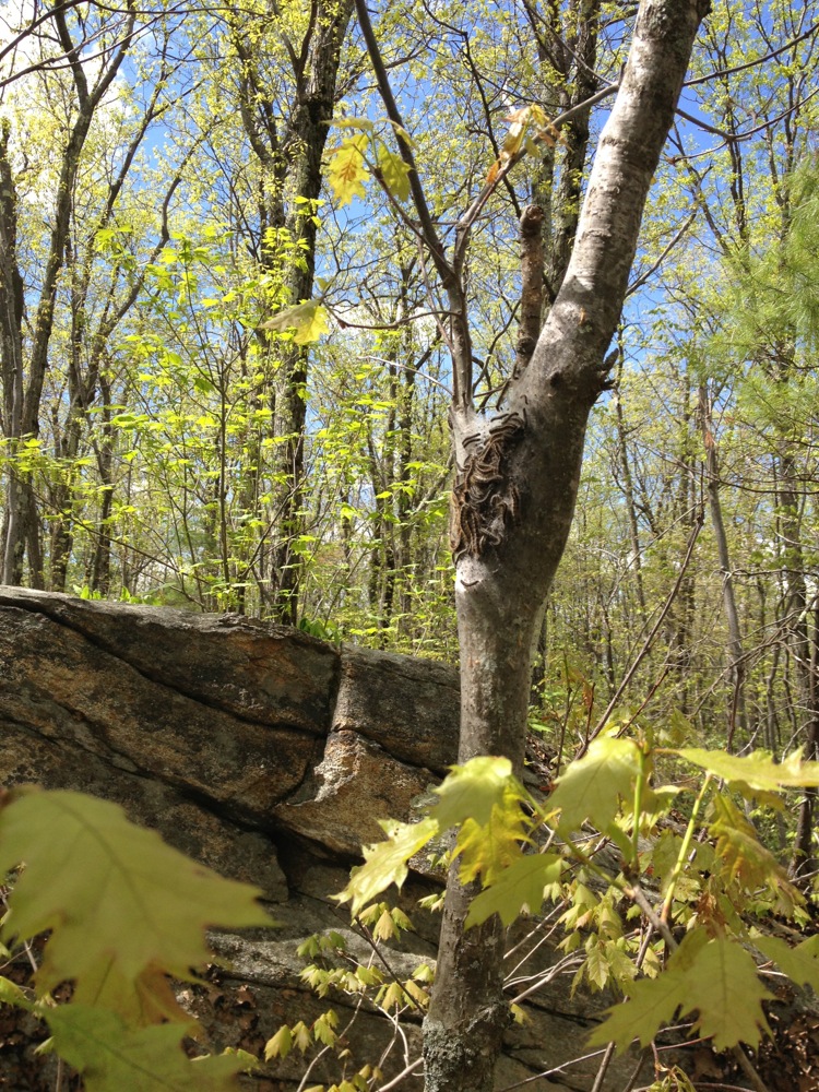 leominster_state_forest_tree