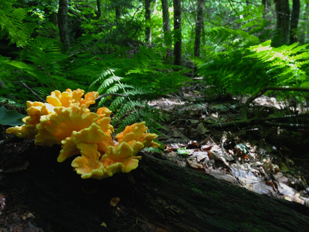 Fungus on a tree