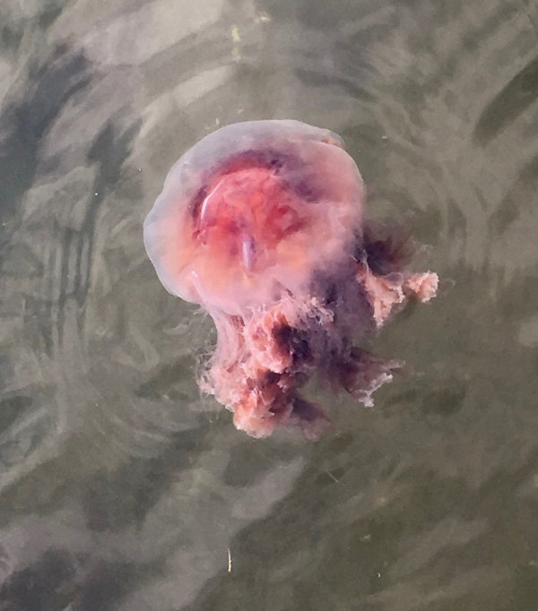 Jellyfish in Mystic Harbour