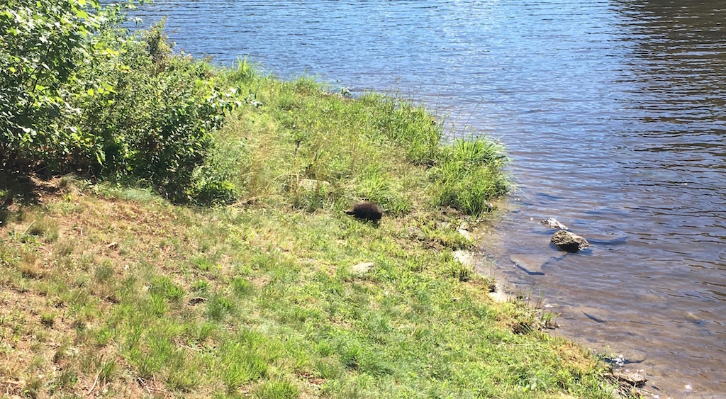 A baby beaver, chilling out at the side of the pond