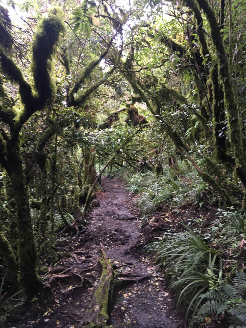 Part of the Mt Tauhara track