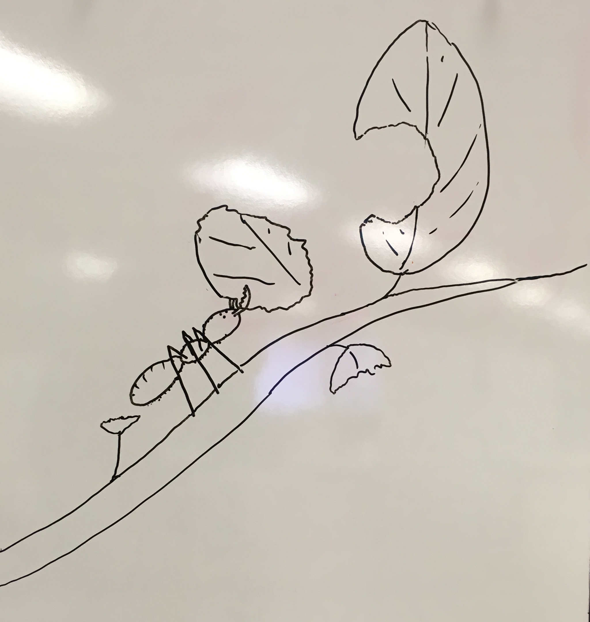 Worker Ant; Whiteboard
