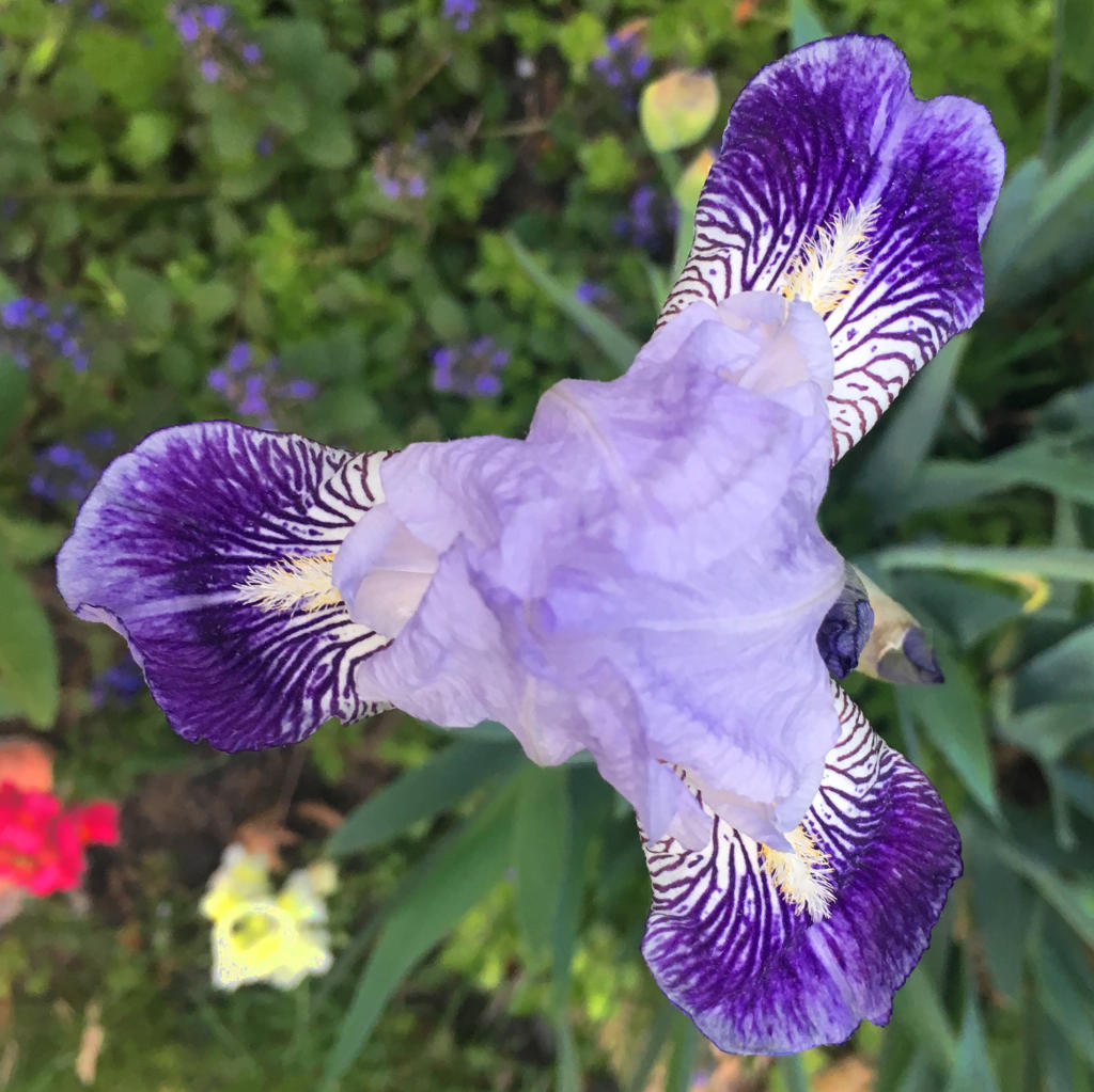 An iris, apropos of nothing
