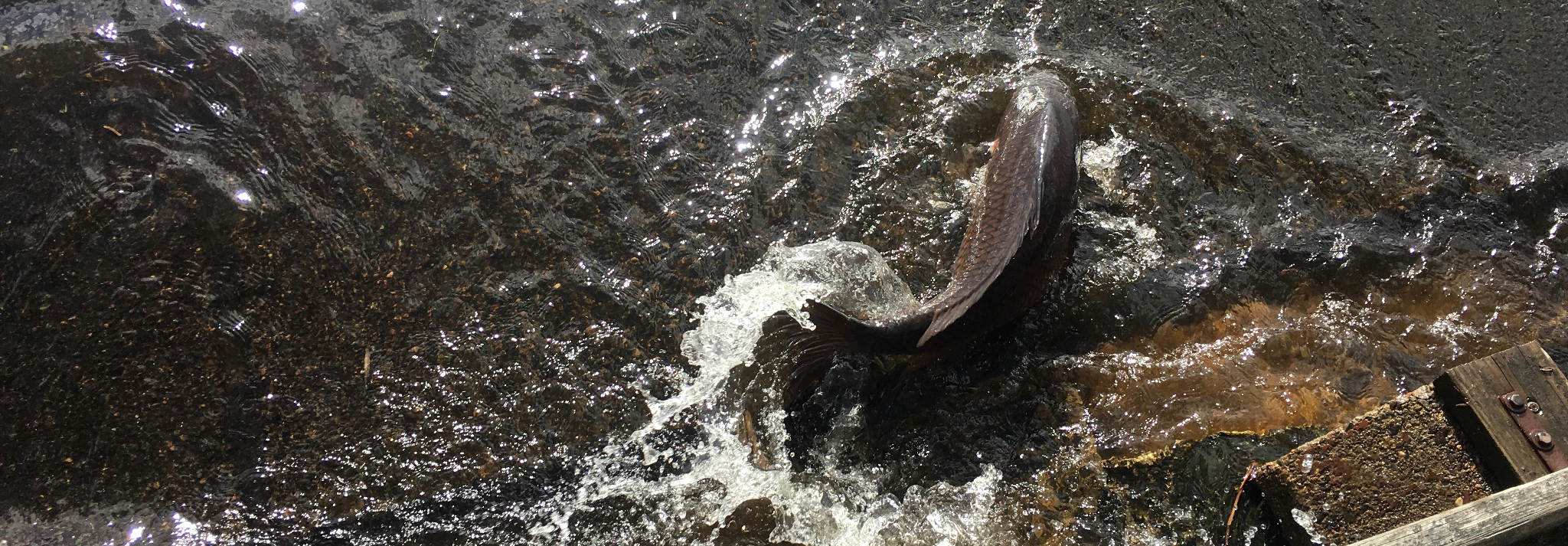 Carp trying to swim up a weir