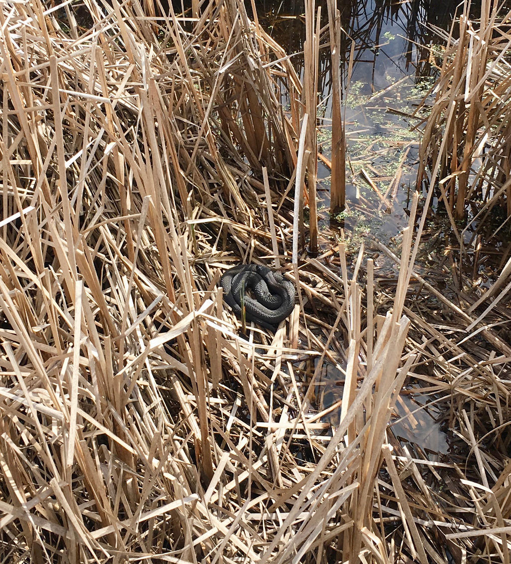 Snake basking in the sun in the wetlands behind our house