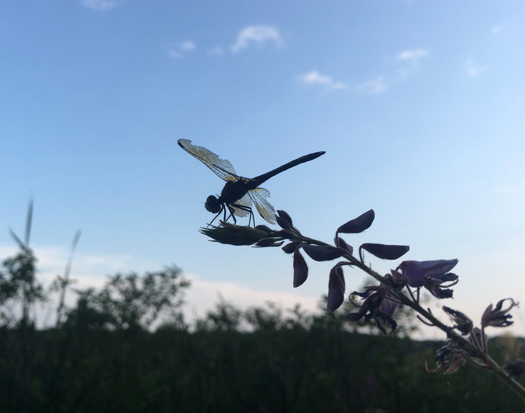 Dragonfly against a dark sky.
