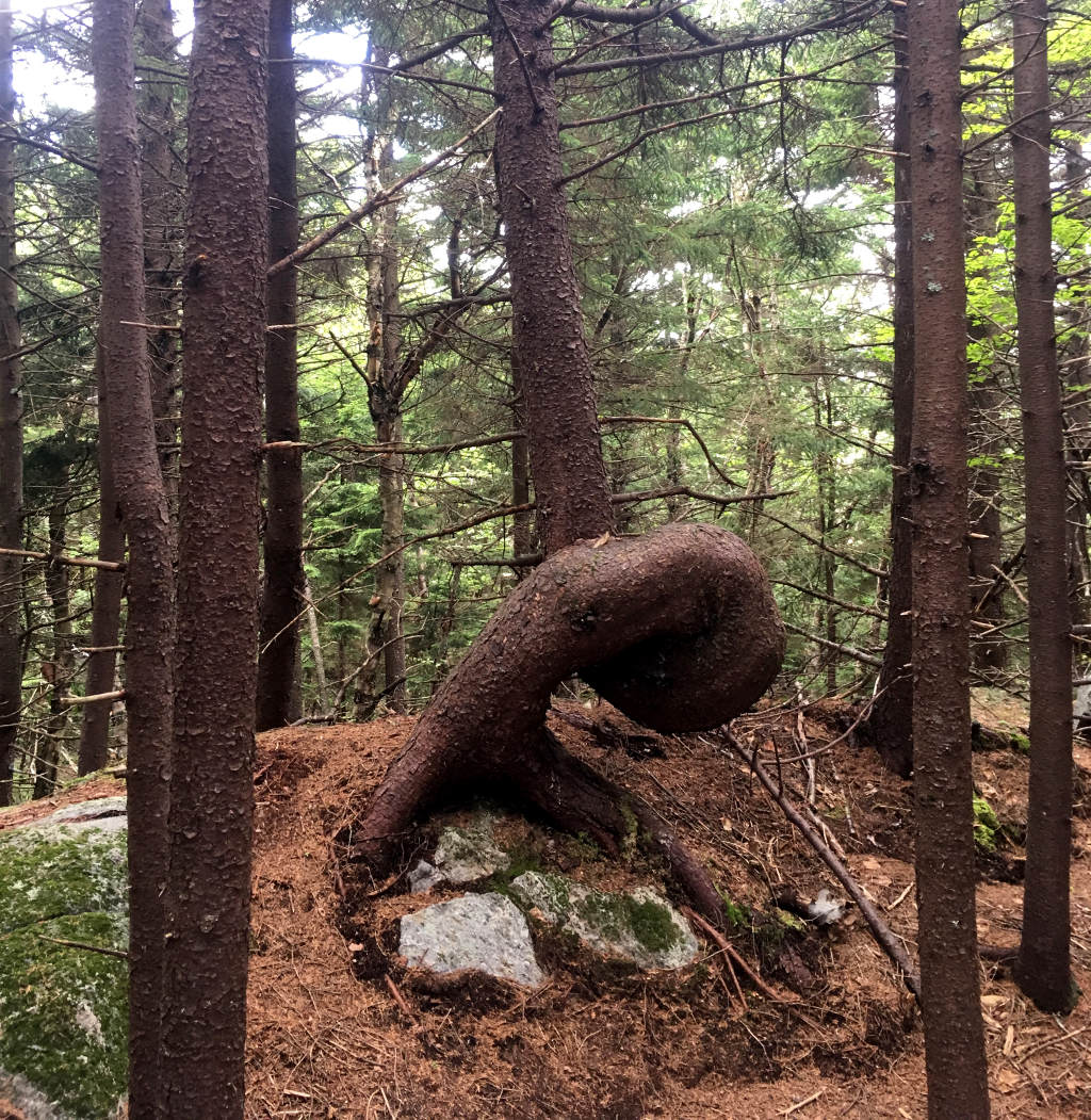 Monadnock Tree