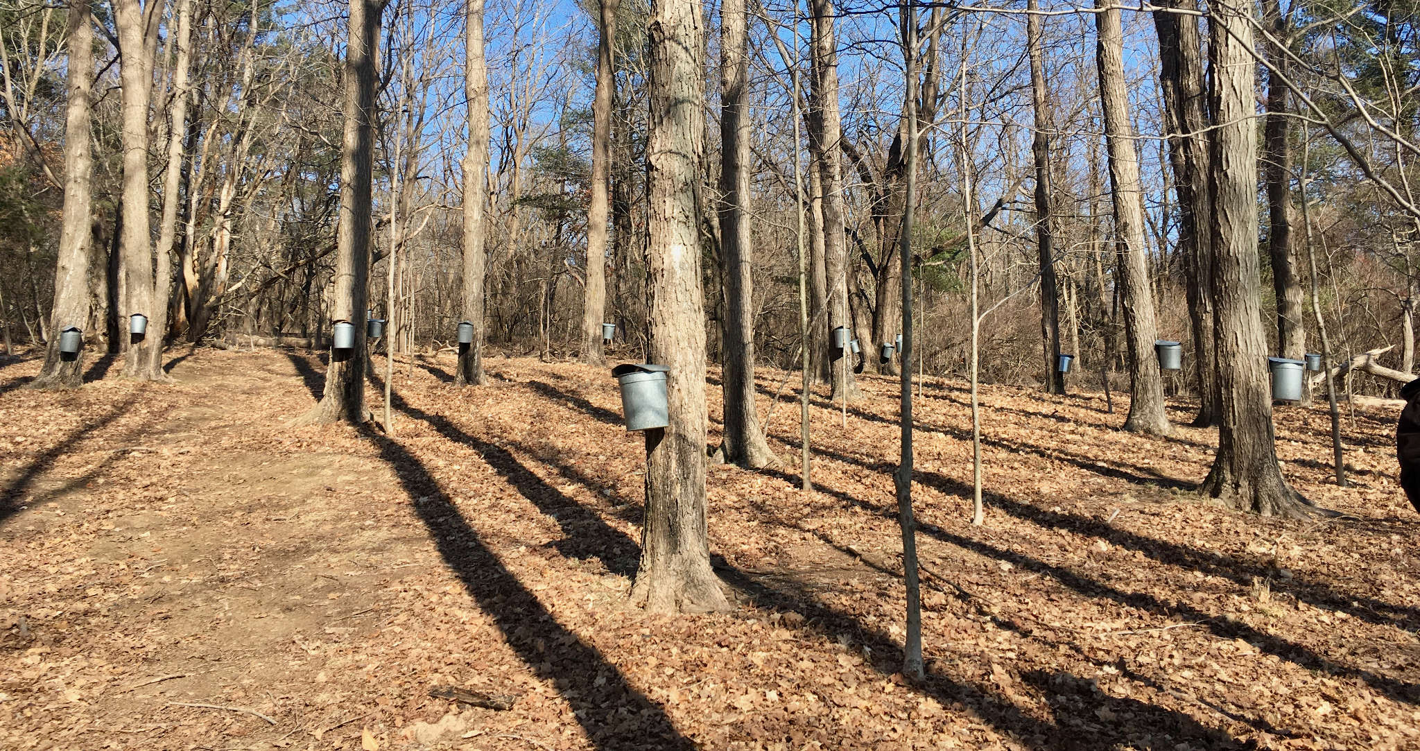 Sap buckets hanging on maple trees, Ipswitch Wildlife Reserve.