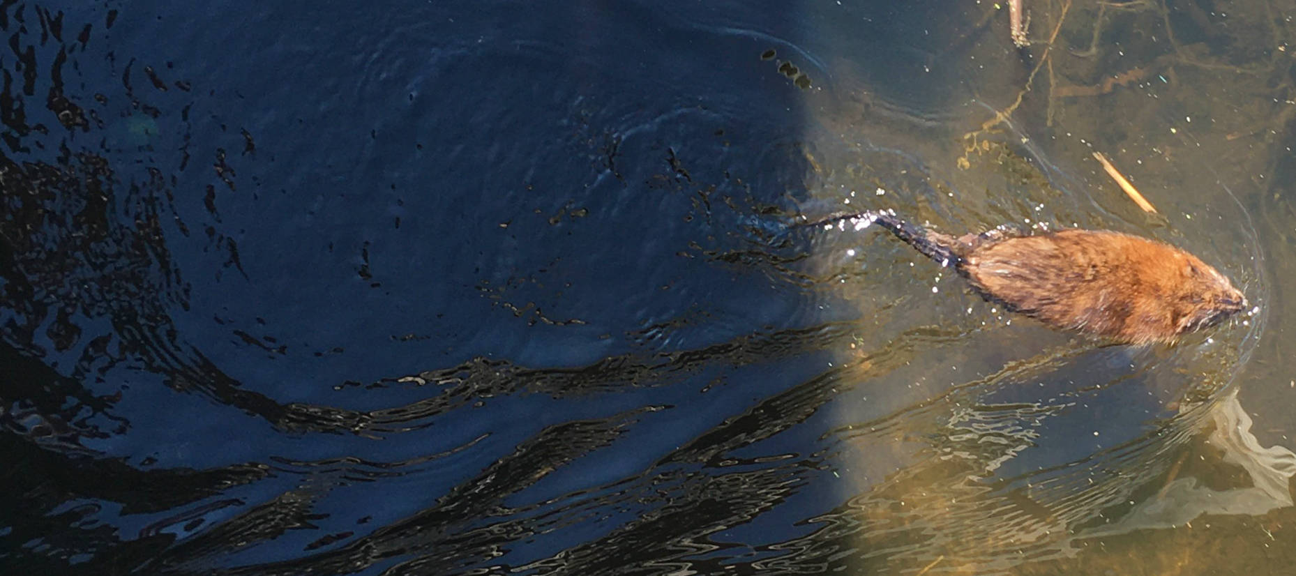 A majestic muskrat - the size of a small cat but not as cuddly