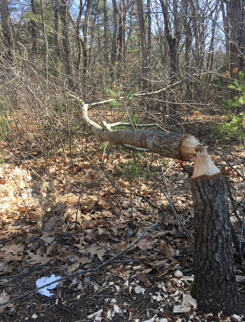 A beaver-felled tree - not tree near the water is safe
