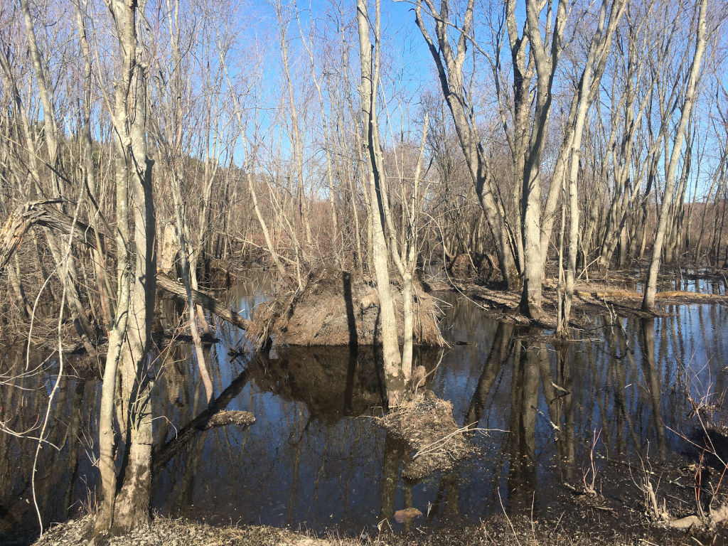 A shot of my favorite part of the wetland, the water is high at this time of year