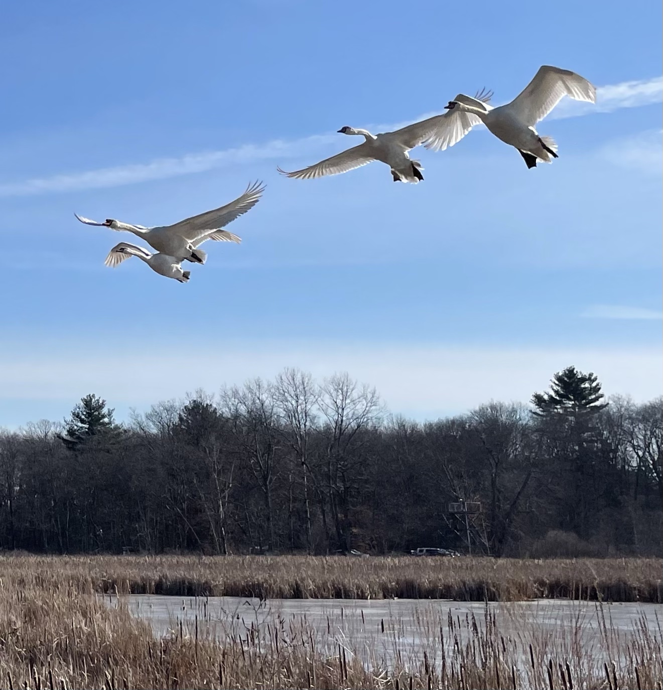 A group of swans flying somewhat majestically