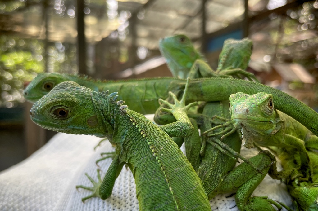 Baby Iguanas (about 11 months old) on my wife's hat