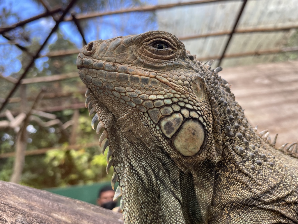 Iguana - looking regal. I did not kiss it.