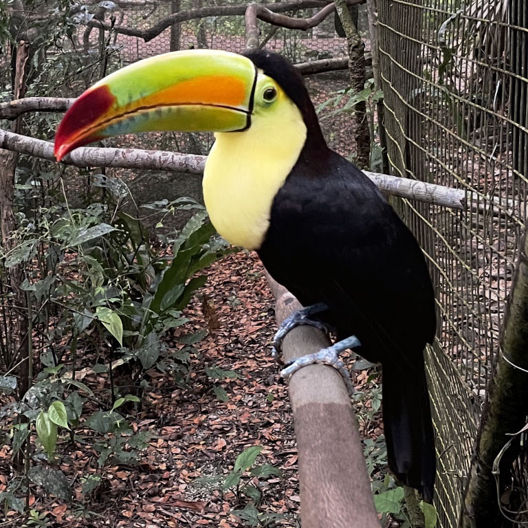 The Keel-billed Toucan - looking fine. There are actually a few species of toucans in Belize but this is the only one we saw