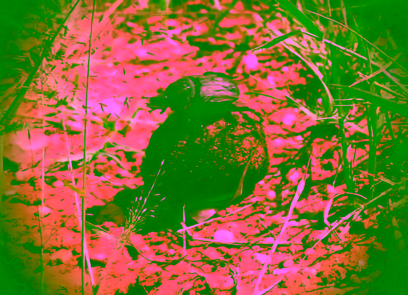 I have depth - I can like meteorites **and** dung beetles