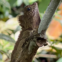 I don't have anything to say about this lizard except that it had really nice eyes.