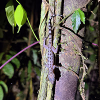 I really should have written down what all these lizards are at the time.