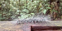 I could post many more pictures of caterpillars and worms.