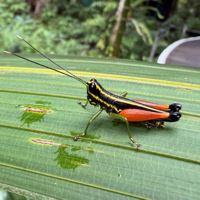 This cricket was just chillin' around the park entrance.