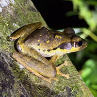 I believe this is a Dark-Eared Tree Frog.
