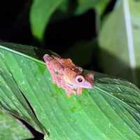 The frogs were very photogenic and very plentiful considering the number of large, well-fed-looking snakes we saw hanging around (literally hanging in the case of the tree snakes). I didn't get any good pictures of them though.